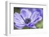 Spring Anemone II-Dianne Poinski-Framed Photographic Print