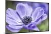 Spring Anemone II-Dianne Poinski-Mounted Photographic Print