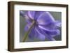 Spring Anemone V-Dianne Poinski-Framed Photographic Print