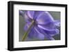 Spring Anemone V-Dianne Poinski-Framed Photographic Print