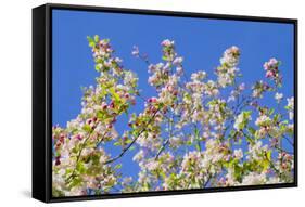 Spring Apple Blossom-Cora Niele-Framed Stretched Canvas