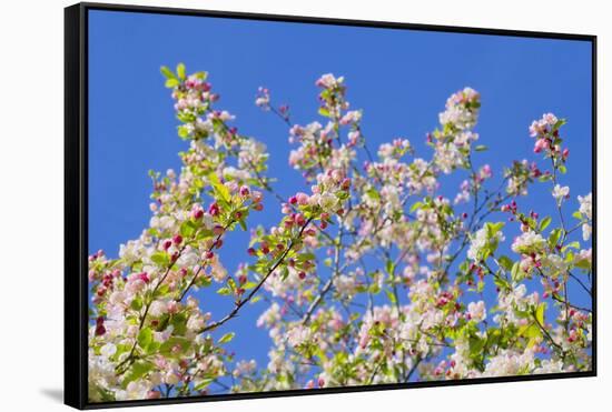 Spring Apple Blossom-Cora Niele-Framed Stretched Canvas