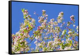 Spring Apple Blossom-Cora Niele-Framed Stretched Canvas