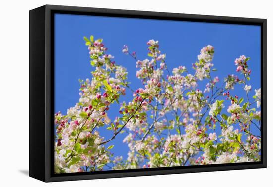 Spring Apple Blossom-Cora Niele-Framed Stretched Canvas