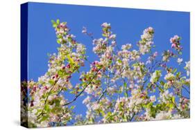 Spring Apple Blossom-Cora Niele-Stretched Canvas