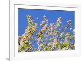 Spring Apple Blossom-Cora Niele-Framed Photographic Print