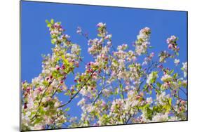 Spring Apple Blossom-Cora Niele-Mounted Photographic Print