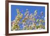 Spring Apple Blossom-Cora Niele-Framed Photographic Print