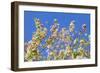 Spring Apple Blossom-Cora Niele-Framed Photographic Print