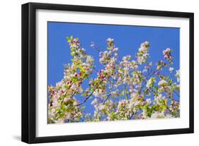 Spring Apple Blossom-Cora Niele-Framed Photographic Print