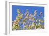 Spring Apple Blossom-Cora Niele-Framed Photographic Print