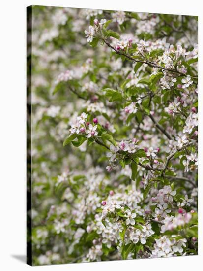 Spring, Apple in the Valley Vinschgau, South Tyrol, Italy-Martin Zwick-Stretched Canvas