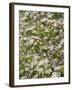 Spring, Apple in the Valley Vinschgau, South Tyrol, Italy-Martin Zwick-Framed Photographic Print