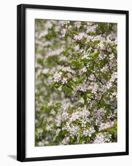 Spring, Apple in the Valley Vinschgau, South Tyrol, Italy-Martin Zwick-Framed Photographic Print