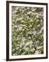 Spring, Apple in the Valley Vinschgau, South Tyrol, Italy-Martin Zwick-Framed Photographic Print