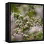 Spring, Apple in the Valley Vinschgau, South Tyrol, Italy-Martin Zwick-Framed Stretched Canvas