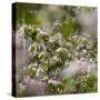 Spring, Apple in the Valley Vinschgau, South Tyrol, Italy-Martin Zwick-Stretched Canvas