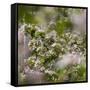 Spring, Apple in the Valley Vinschgau, South Tyrol, Italy-Martin Zwick-Framed Stretched Canvas