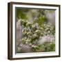 Spring, Apple in the Valley Vinschgau, South Tyrol, Italy-Martin Zwick-Framed Photographic Print