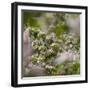 Spring, Apple in the Valley Vinschgau, South Tyrol, Italy-Martin Zwick-Framed Photographic Print