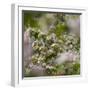 Spring, Apple in the Valley Vinschgau, South Tyrol, Italy-Martin Zwick-Framed Photographic Print