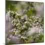 Spring, Apple in the Valley Vinschgau, South Tyrol, Italy-Martin Zwick-Mounted Photographic Print