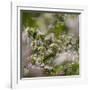 Spring, Apple in the Valley Vinschgau, South Tyrol, Italy-Martin Zwick-Framed Photographic Print