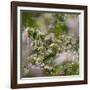 Spring, Apple in the Valley Vinschgau, South Tyrol, Italy-Martin Zwick-Framed Photographic Print