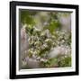 Spring, Apple in the Valley Vinschgau, South Tyrol, Italy-Martin Zwick-Framed Photographic Print