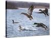 Spring Arrivals-Rusty Frentner-Stretched Canvas