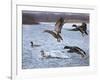 Spring Arrivals-Rusty Frentner-Framed Giclee Print