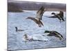 Spring Arrivals-Rusty Frentner-Mounted Giclee Print