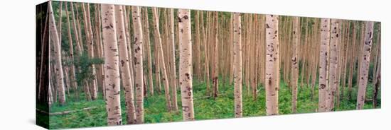 Spring Aspen, Independence Pass, Colorado, USA-Terry Eggers-Stretched Canvas