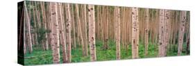 Spring Aspen, Independence Pass, Colorado, USA-Terry Eggers-Stretched Canvas