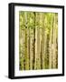 Spring Aspens-Mark A Paulda-Framed Giclee Print