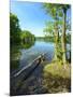 Spring at the Gro§ensee Lake Near Hamburg, Shore with Alders and Trunk, District Stormarn-Andreas Vitting-Mounted Photographic Print