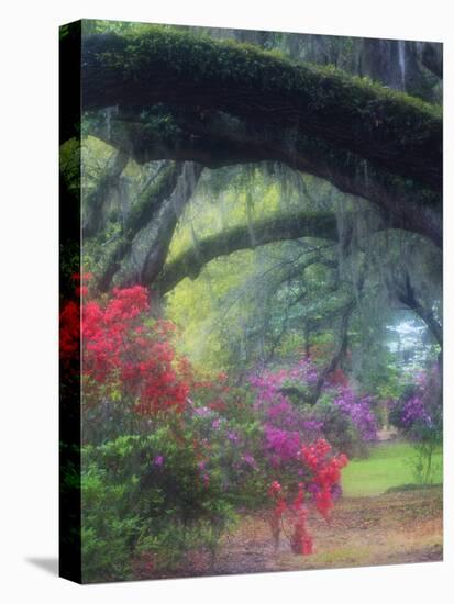 Spring Azaleas in Bloom at Magnolia Plantation and Gardens, Charleston, South Carolina, Usa-Joanne Wells-Stretched Canvas