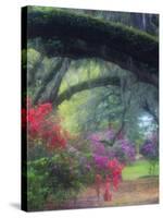 Spring Azaleas in Bloom at Magnolia Plantation and Gardens, Charleston, South Carolina, Usa-Joanne Wells-Stretched Canvas