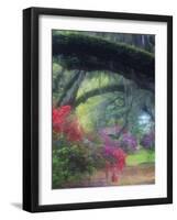 Spring Azaleas in Bloom at Magnolia Plantation and Gardens, Charleston, South Carolina, Usa-Joanne Wells-Framed Photographic Print