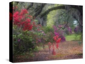 Spring Azaleas in Bloom at Magnolia Plantation and Gardens, Charleston, South Carolina, Usa-Joanne Wells-Stretched Canvas