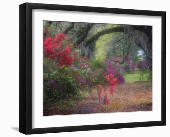 Spring Azaleas in Bloom at Magnolia Plantation and Gardens, Charleston, South Carolina, Usa-Joanne Wells-Framed Premium Photographic Print