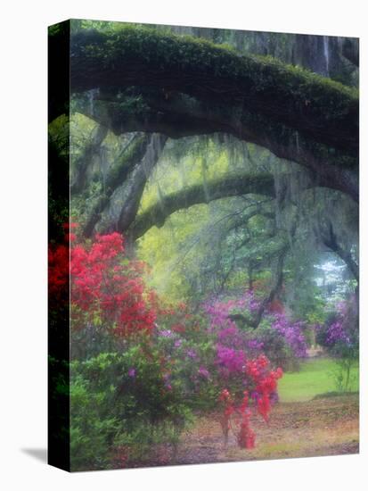 Spring Azaleas in Bloom at Magnolia Plantation and Gardens, Charleston, South Carolina, Usa-Joanne Wells-Stretched Canvas