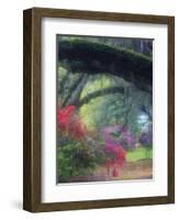 Spring Azaleas in Bloom at Magnolia Plantation and Gardens, Charleston, South Carolina, Usa-Joanne Wells-Framed Photographic Print