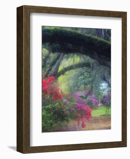 Spring Azaleas in Bloom at Magnolia Plantation and Gardens, Charleston, South Carolina, Usa-Joanne Wells-Framed Photographic Print