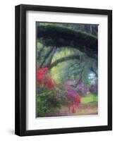 Spring Azaleas in Bloom at Magnolia Plantation and Gardens, Charleston, South Carolina, Usa-Joanne Wells-Framed Photographic Print