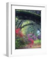 Spring Azaleas in Bloom at Magnolia Plantation and Gardens, Charleston, South Carolina, Usa-Joanne Wells-Framed Photographic Print