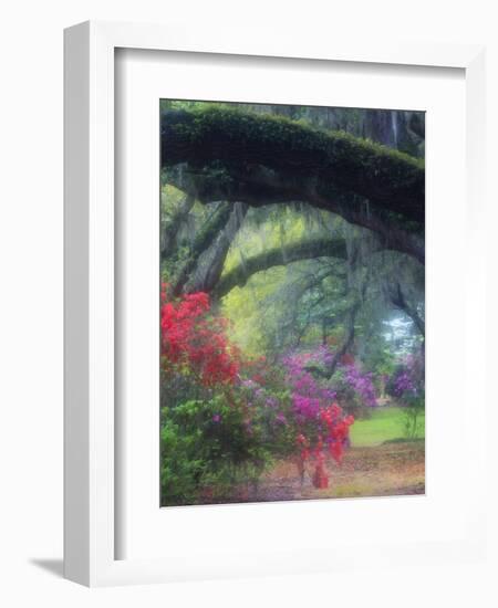 Spring Azaleas in Bloom at Magnolia Plantation and Gardens, Charleston, South Carolina, Usa-Joanne Wells-Framed Photographic Print