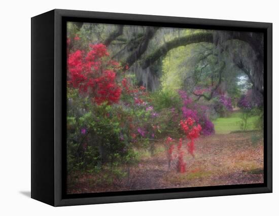 Spring Azaleas in Bloom at Magnolia Plantation and Gardens, Charleston, South Carolina, Usa-Joanne Wells-Framed Stretched Canvas