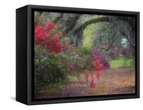 Spring Azaleas in Bloom at Magnolia Plantation and Gardens, Charleston, South Carolina, Usa-Joanne Wells-Framed Stretched Canvas