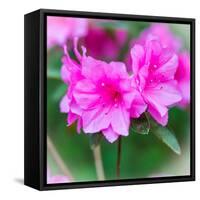 Spring Azaleas-Gary Tognoni-Framed Stretched Canvas